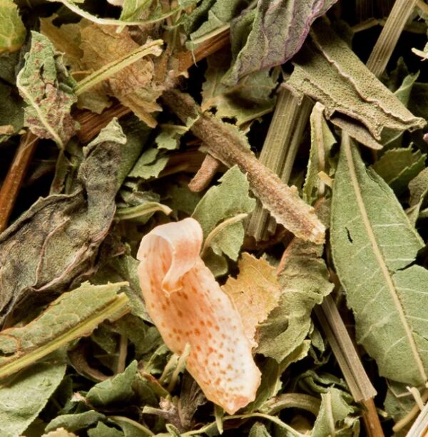 Tisane du Berger Dammann Frères
